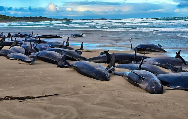 Over 150 fake killer whales stranded on Australian beaches,