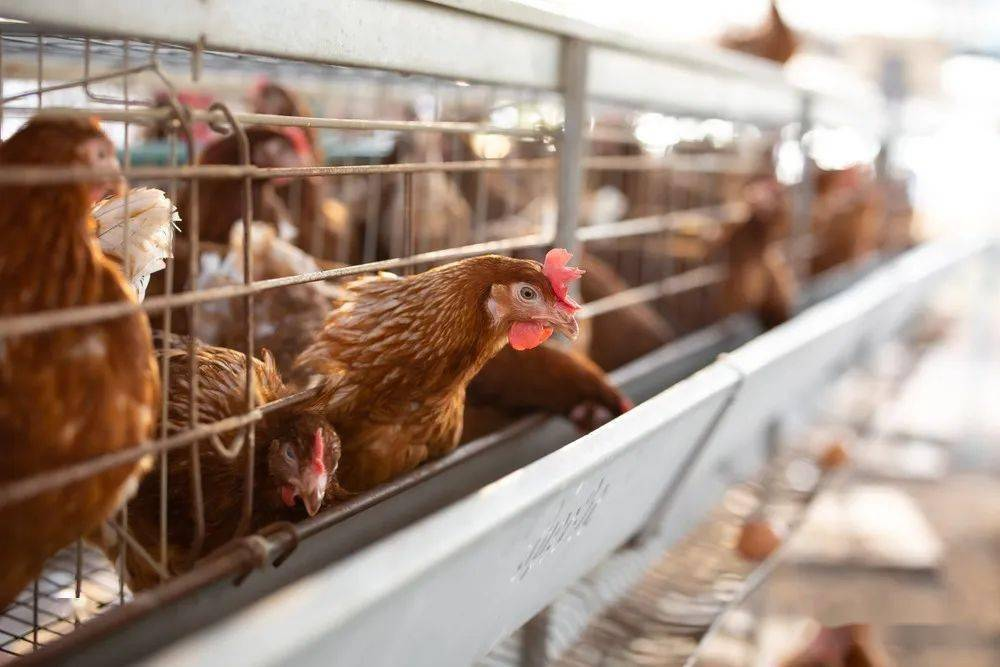 The third poultry farm in northern Victoria, Australia, has