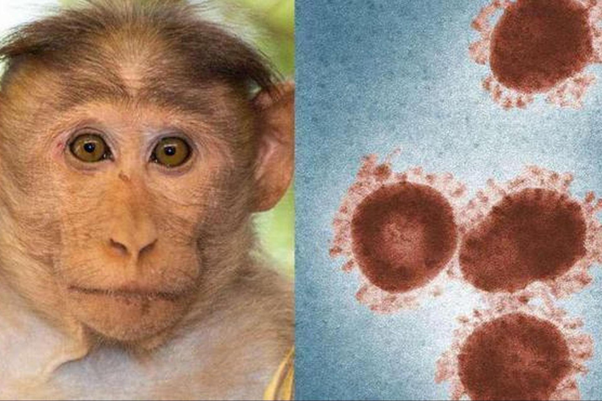 The World Health Organization reiterates that the monkeypox